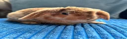 Mini Lop rabbits for sale: 🦋Pure Breed Mini plush lop 🦋 in Halstead - Advert 27