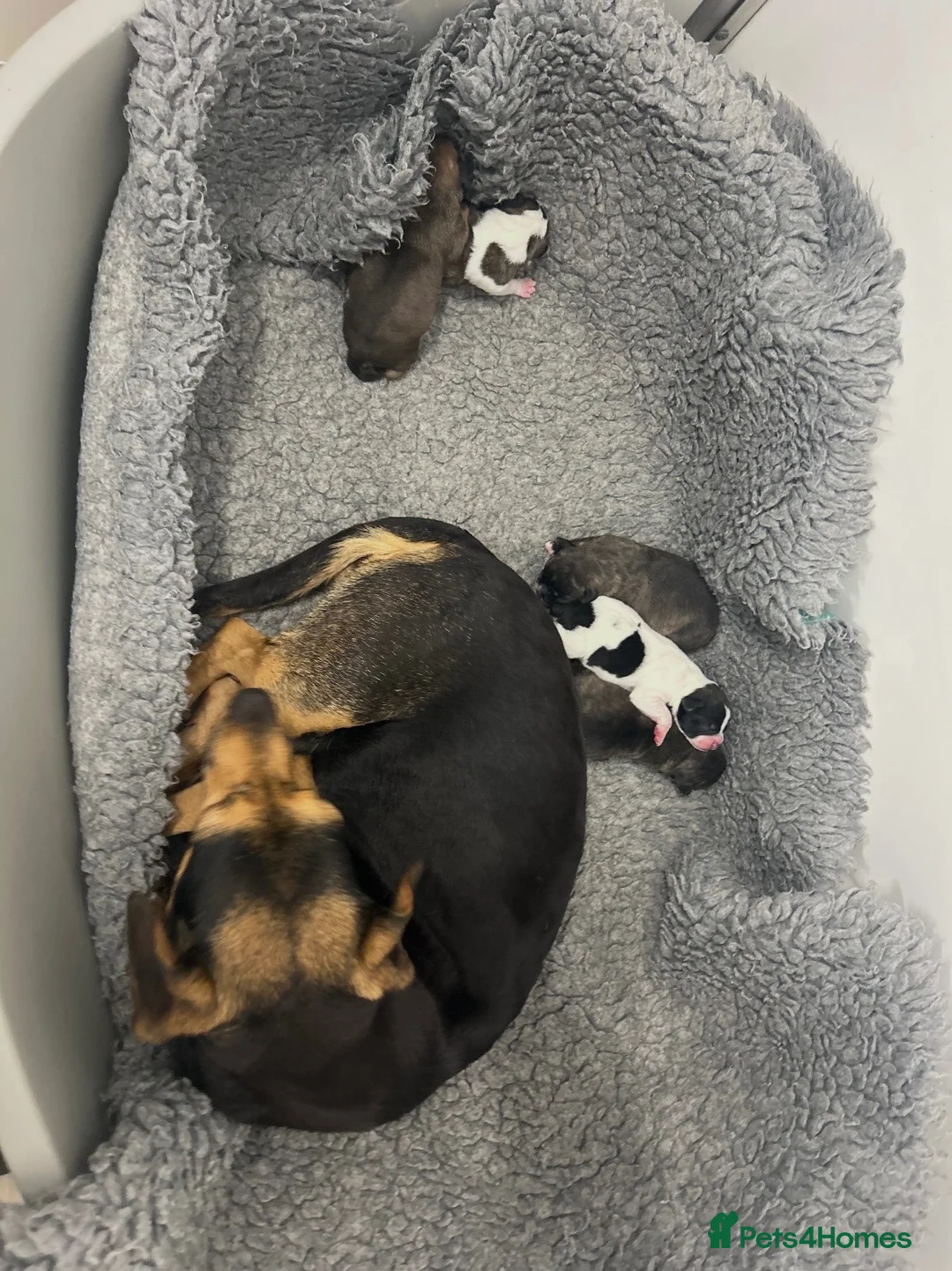 Mixed Breed dogs for sale: Jack x frenchie - Advert 2