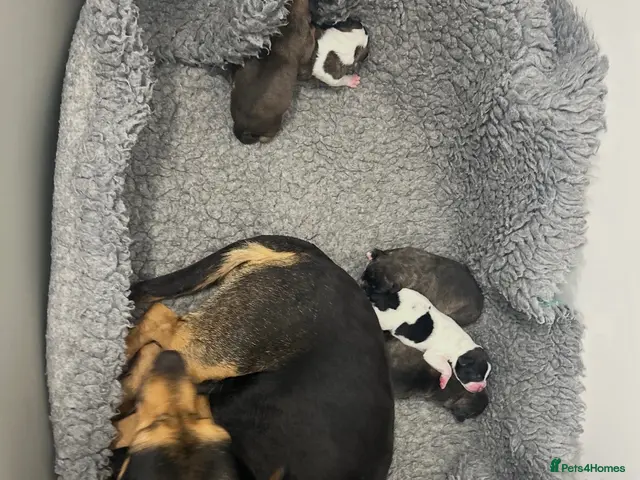 Mixed Breed dogs Jack x frenchie - Advert 10