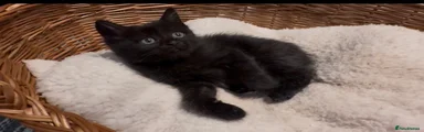 Birman 1