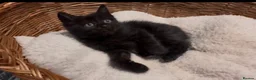 Birman cats for sale: Gorgeous Birman MixKittens Beautiful Personalities - Advert 4