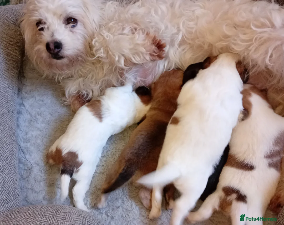 Mixed Breed dogs for sale: 5 Beautiful Jacktesse Puppys For Sale - Advert 7