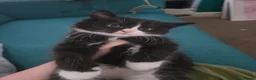 Domestic Shorthair cats for sale: Cute bundle of Kittens - Advert 10