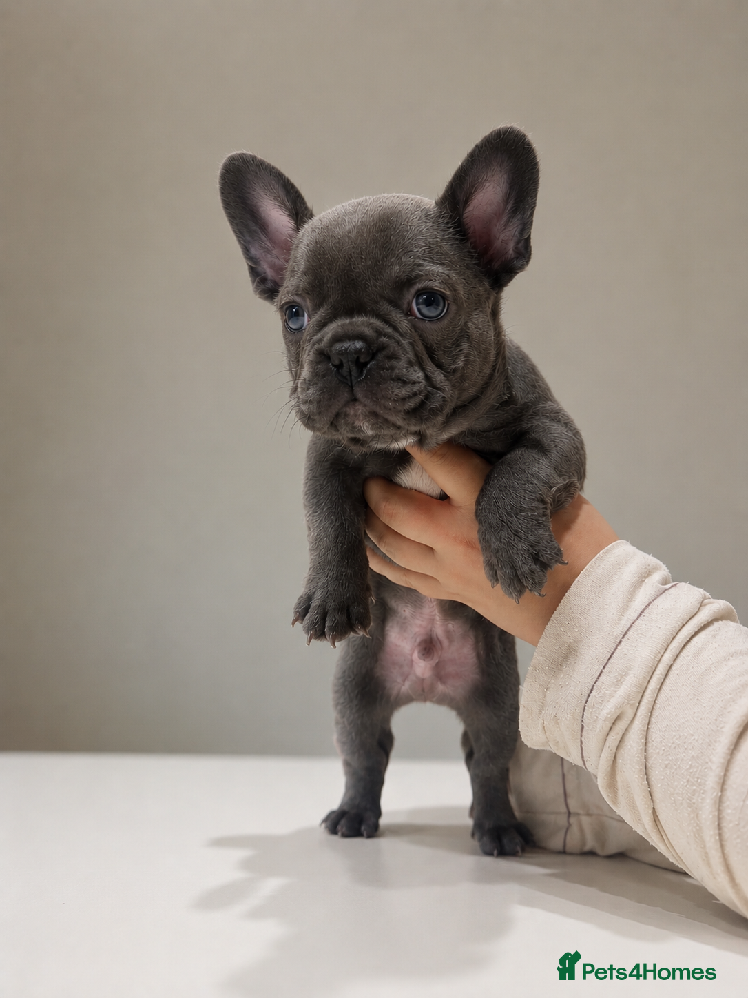 French Bulldog dogs ⭐️Health cleared KC registered French Bulldogs⭐️ - Advert 2