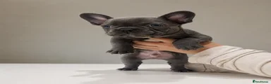 French Bulldog Puppy 4