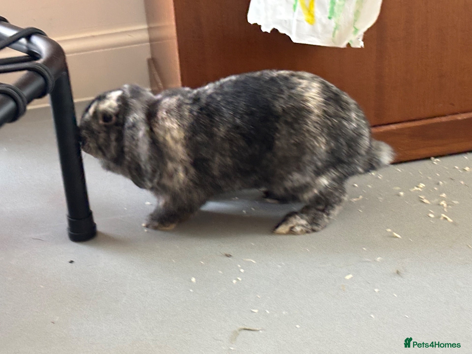Mini Lop rabbits Waffle and Latte need a new home together! - Advert 7