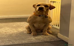 Mixed Breed dogs for sale: Male pointerdor for rehoming  - Image 3