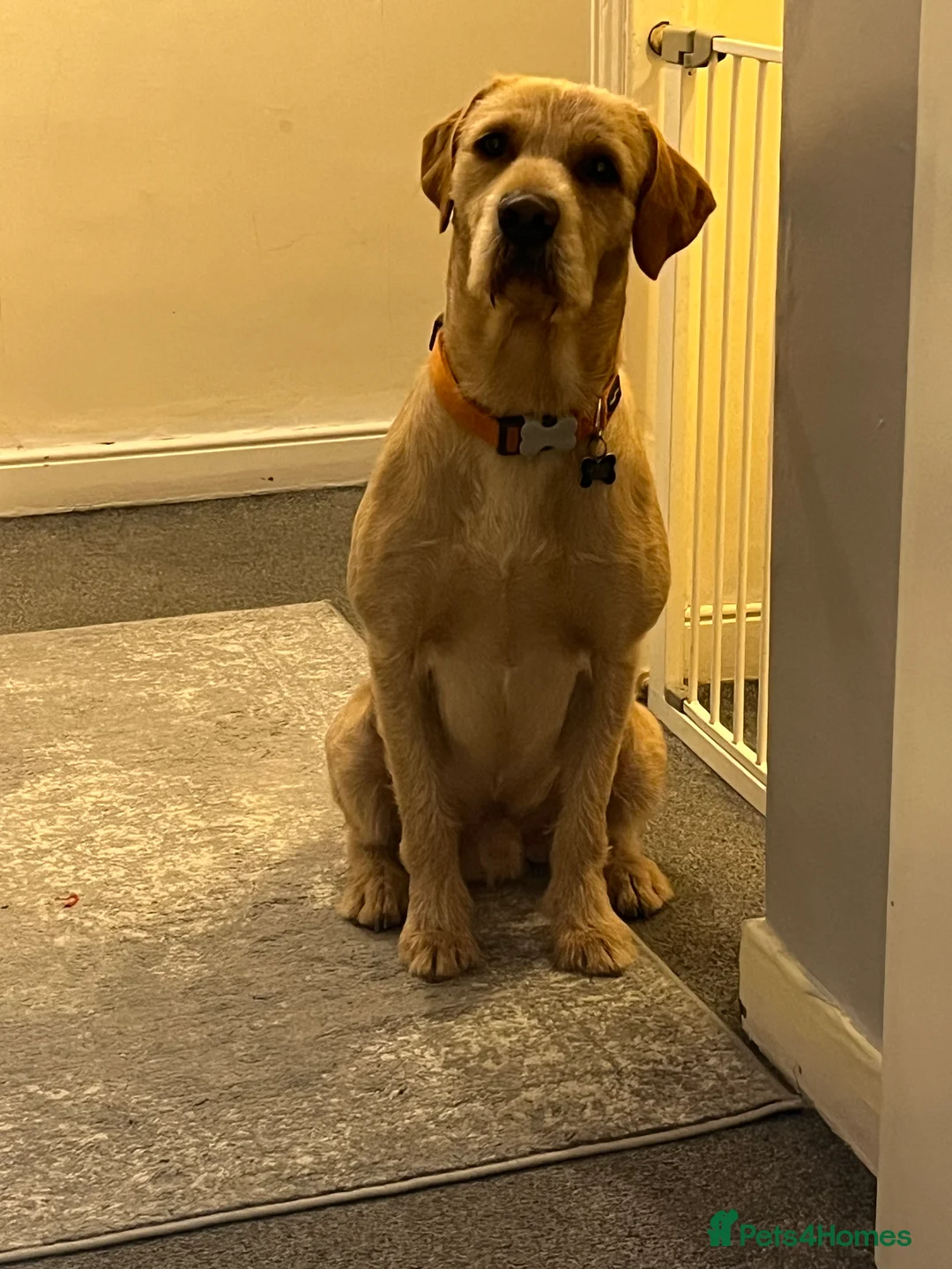 Mixed Breed dogs for sale: Male pointerdor for rehoming  - Advert 3