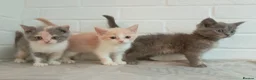 British Shorthair cats for sale: Stunning short haired kittens  - Advert 8