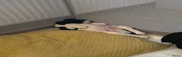 Mixed Breed dogs for sale: The cutest things looking for loving homes - Advert 8