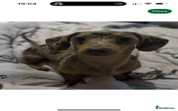 Dachshund dogs for sale: Dapple Dachshund Puppies - Image 2