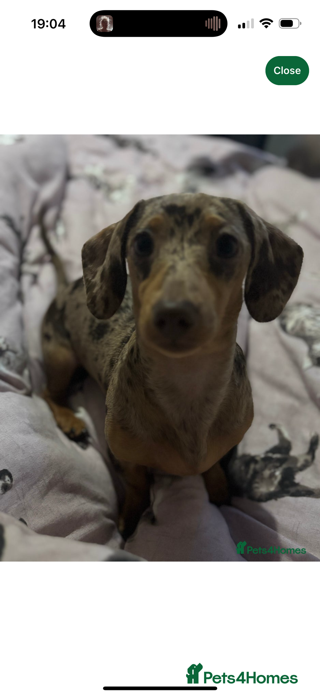 Dachshund dogs for sale: Dapple Dachshund Puppies - Image 2