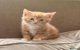 Mixed Breed cats for sale: Gorgeous ginger female tabby  - Image 1