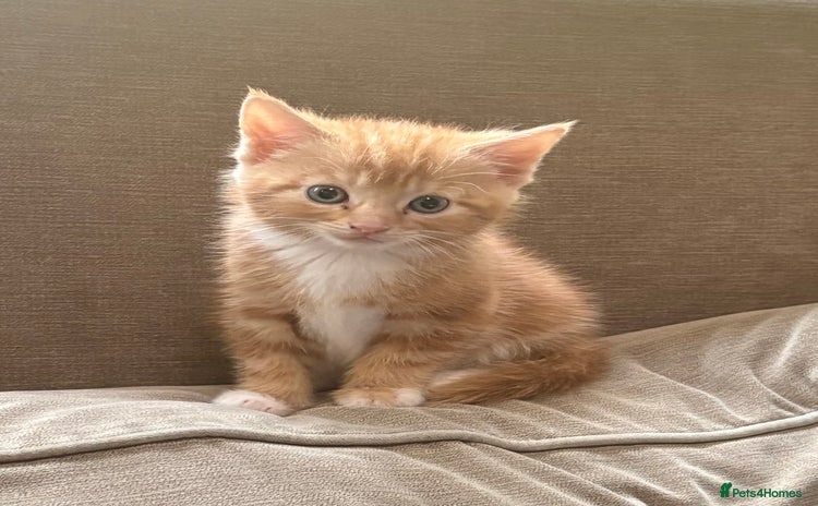 Mixed Breed cats - Advert 7