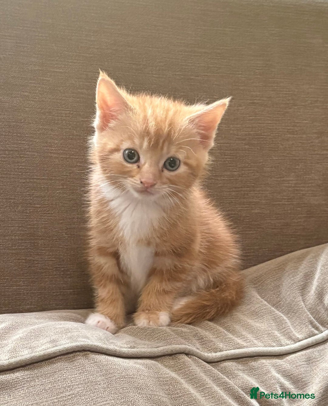 Mixed Breed cats for sale: Gorgeous ginger female tabby  - Image 1