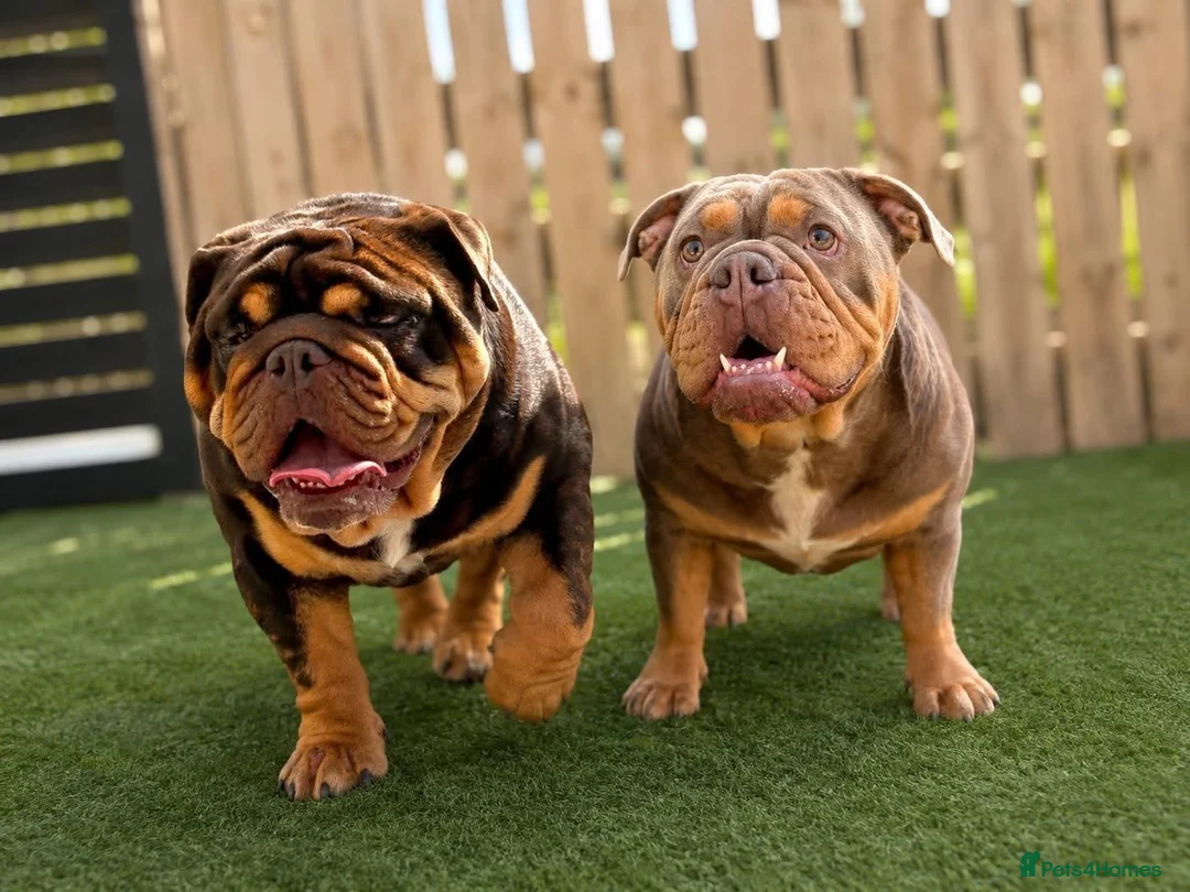 English Bulldog dogs for sale: 3 stunning female English bulldogs available - Advert 2