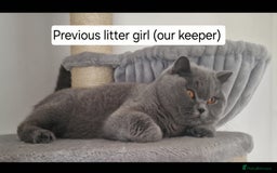 British Shorthair cats for sale: Tica Registered Blue British Shorthair kittens - Image 29