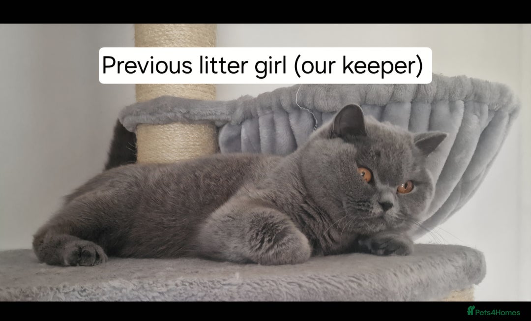 British Shorthair cats for sale: Tica Registered Blue British Shorthair kittens - Image 29