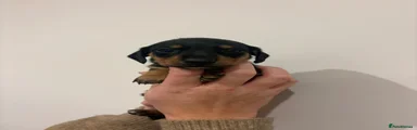 Miniature Dachshund 4