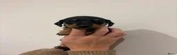Miniature Dachshund dogs for sale: GORGEOUS KC MINIATURE DACHSHUND PUPPIES  - Advert 17