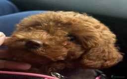 Toy Poodle dogs for sale: Teddi female 6’m old tiny Kc toy poodle  in Chichester - Image 21
