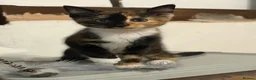 Mixed Breed cats for sale: Two female kittens for sale  - Advert 3