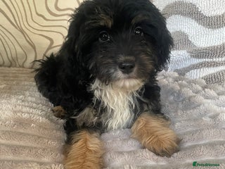 Cockapoo dogs Gorgeous f1 cockapoo puppies - Advert 18