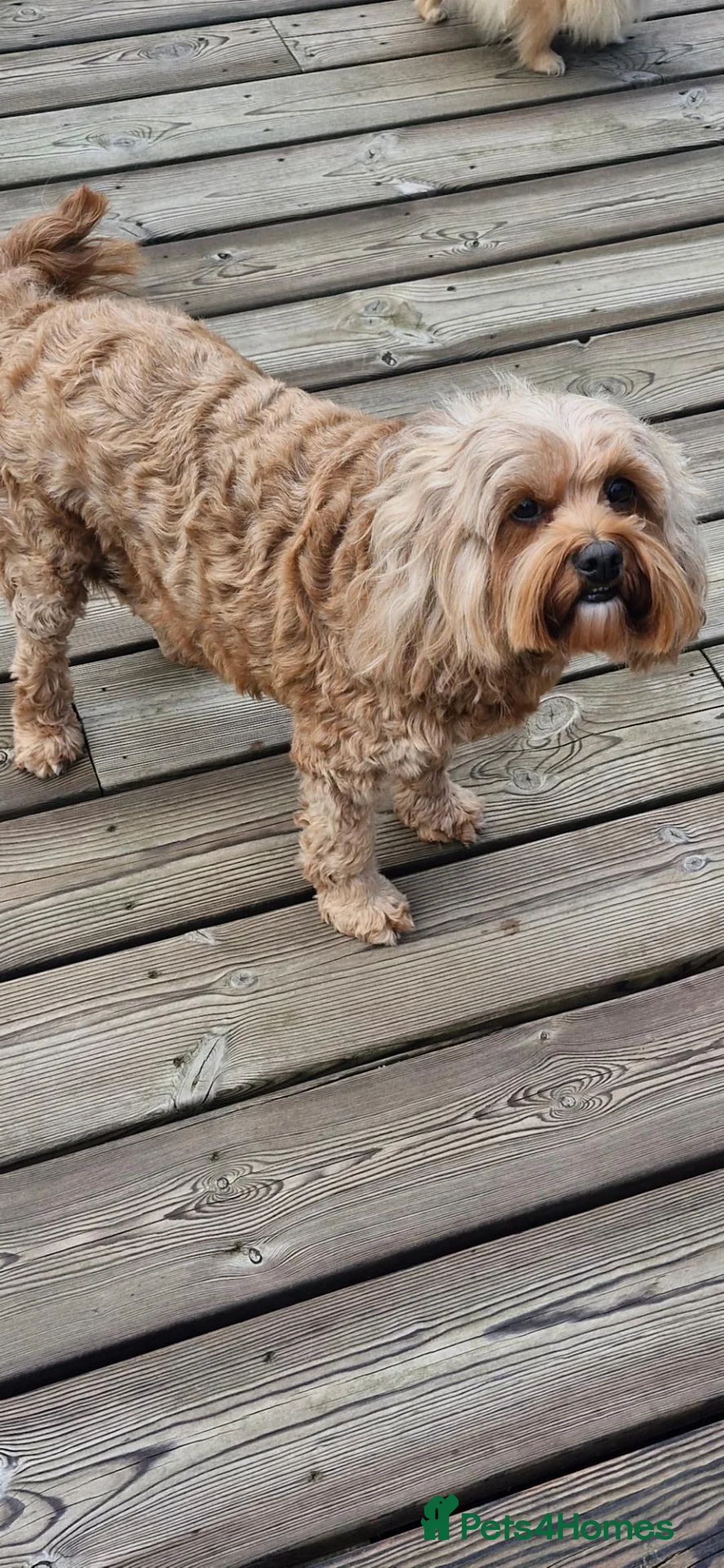 Cavapoo dogs for sale: Beautiful female Cavapoo.  Pet home only  - Advert 13