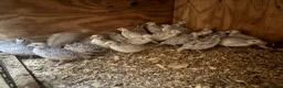 Quail poultry for sale: Snowflake Bobwhite Quail  - Advert 4