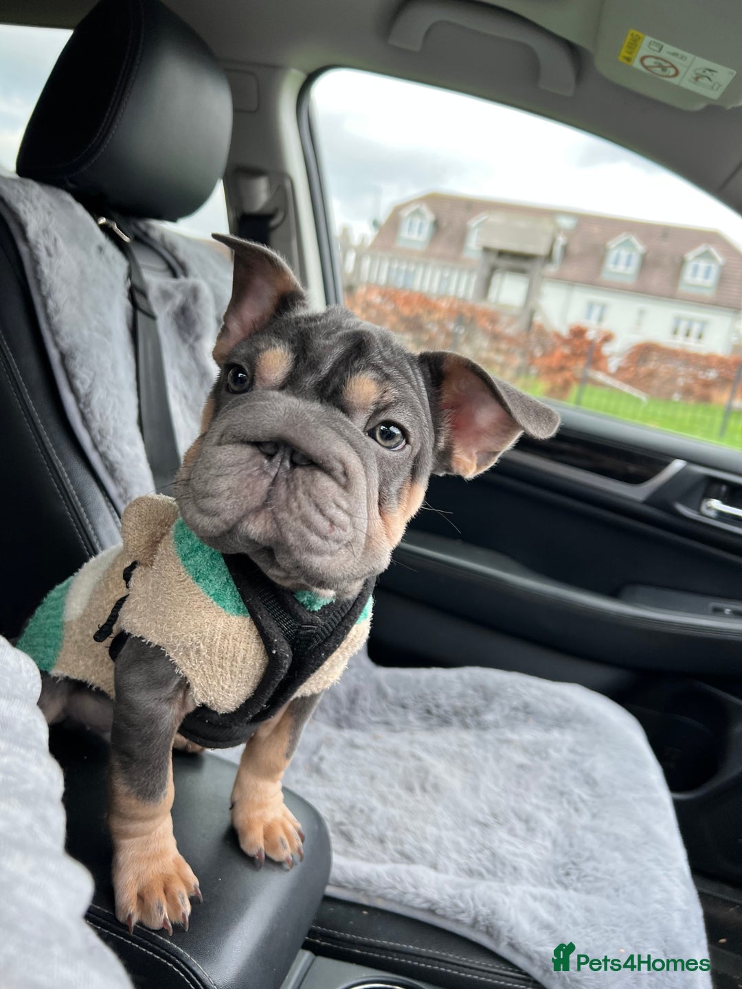 French Bulldog dogs for sale: Beautiful French Bulldog - Advert 3