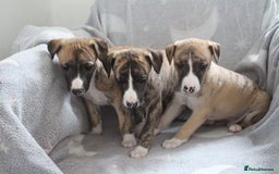 Whippet dogs for sale: Quality whippet pups from top show lines - Advert 1