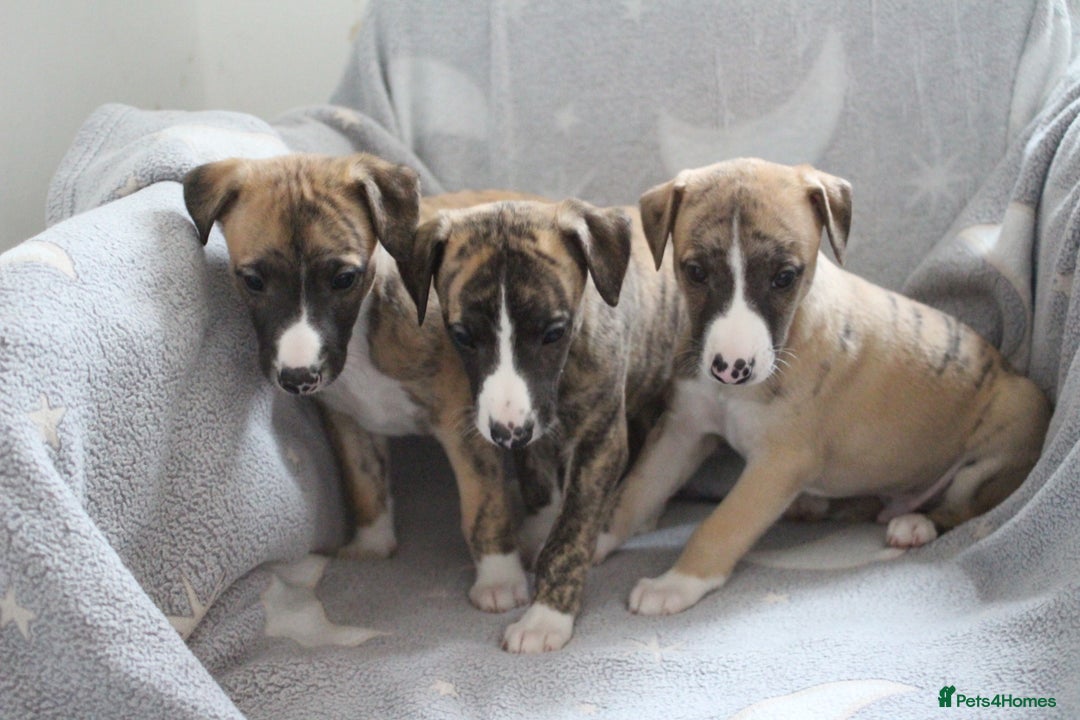 Whippet dogs for sale: Quality whippet pups from top show lines - Advert 1