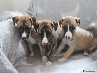 Whippet dogs Quality whippet pups from top show lines - Advert 10