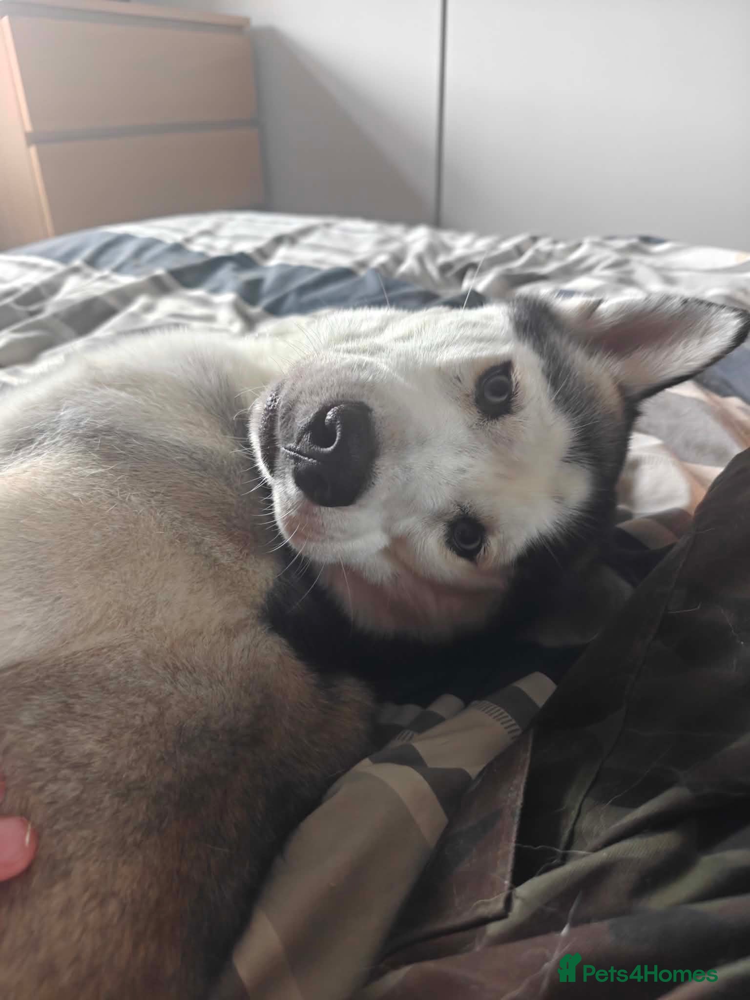 Siberian Husky dogs Buzz..... - Advert 3