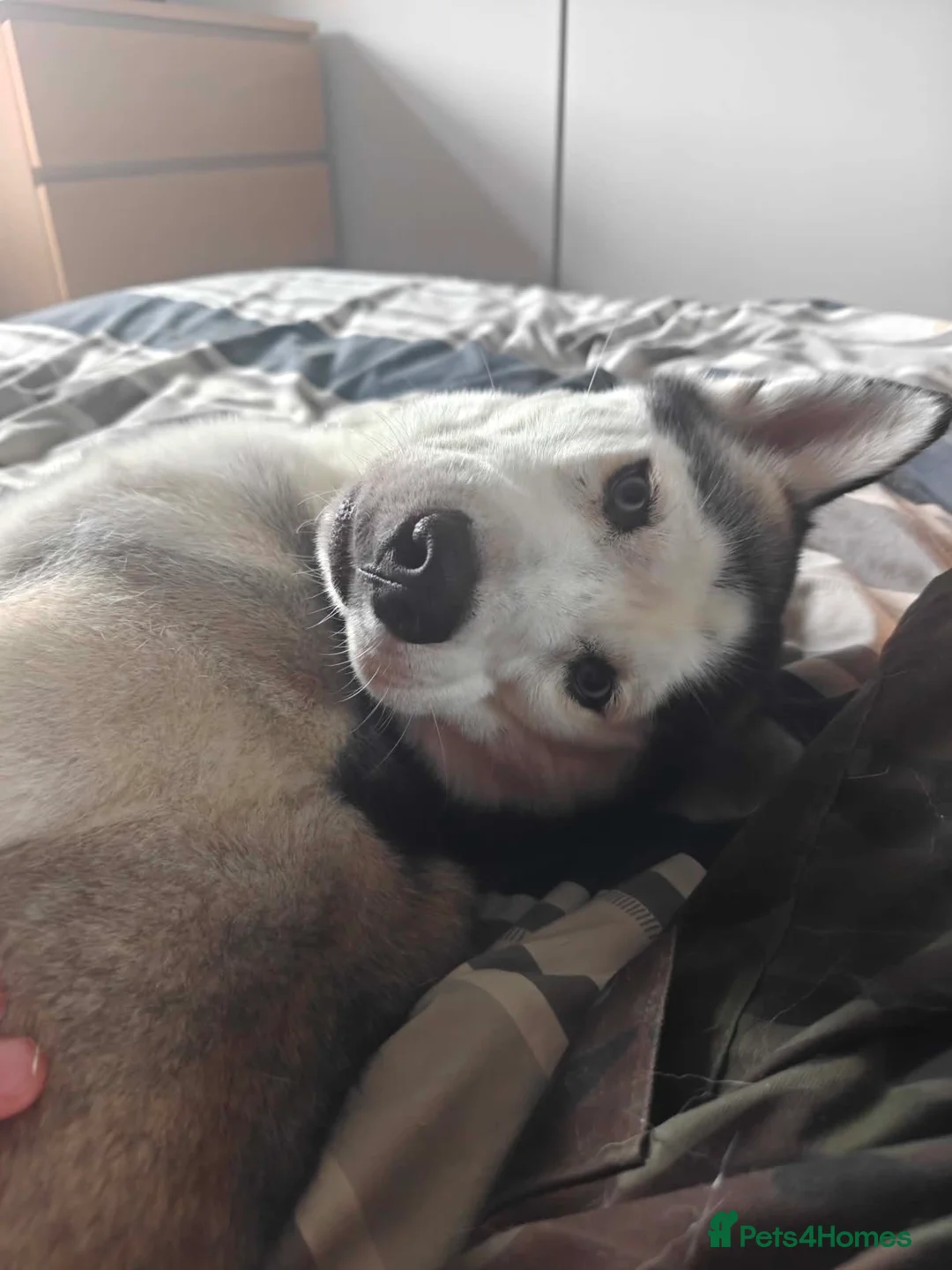 Siberian Husky dogs for sale: Buzz..... - Advert 1