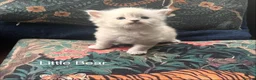 Mixed Breed cats for sale: Beautiful Ragdoll/Persian mix - Advert 4