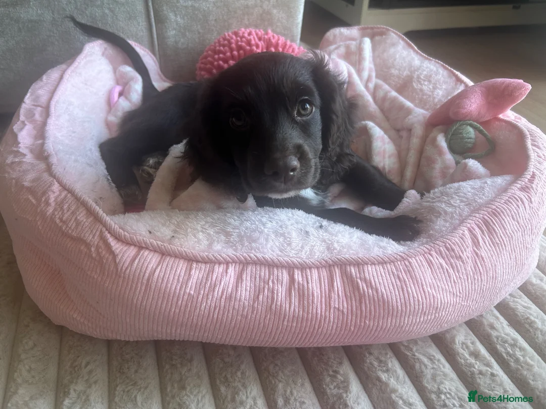 Cocker Spaniel dogs for sale: Cocker spaniel female  - Advert 14