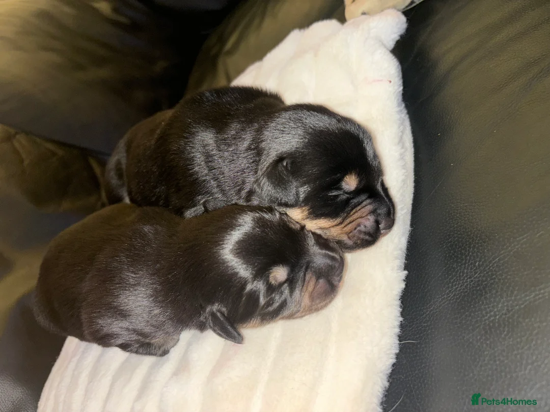 Mixed Breed dogs for sale: Collie x New Zealand hunt away  - Advert 10