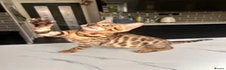 Bengal cats for sale: 2 bengal tiger  cubs for sale  - Advert 10
