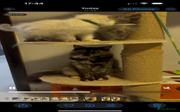 Maine Coon cats for sale: Maine coon cross ragdoll kittens  - Image 10