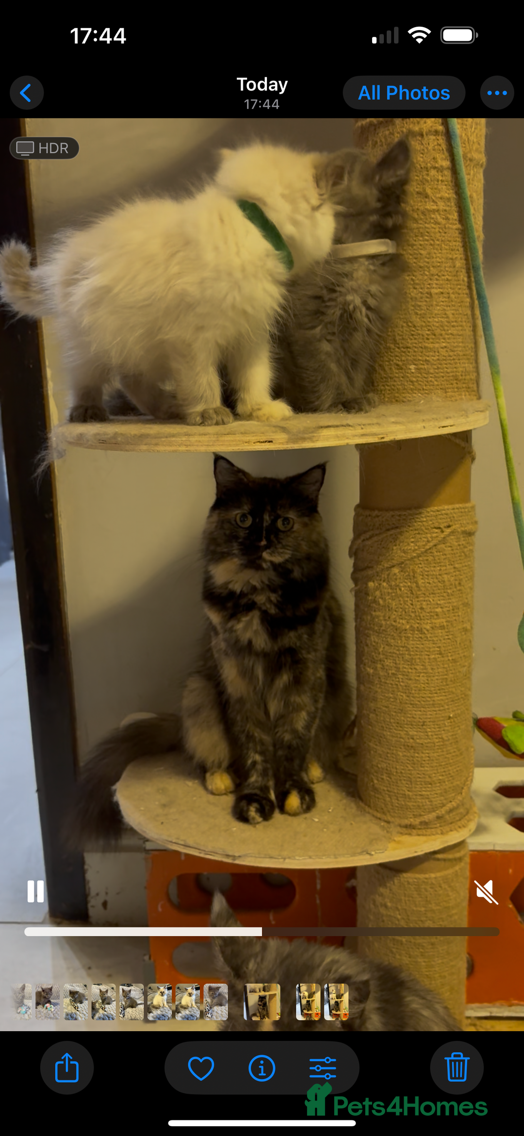 Maine Coon cats for sale: Maine coon cross ragdoll kittens  - Image 10