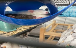 Rat rodents for sale: Female rats and cage for sale  - Image 7