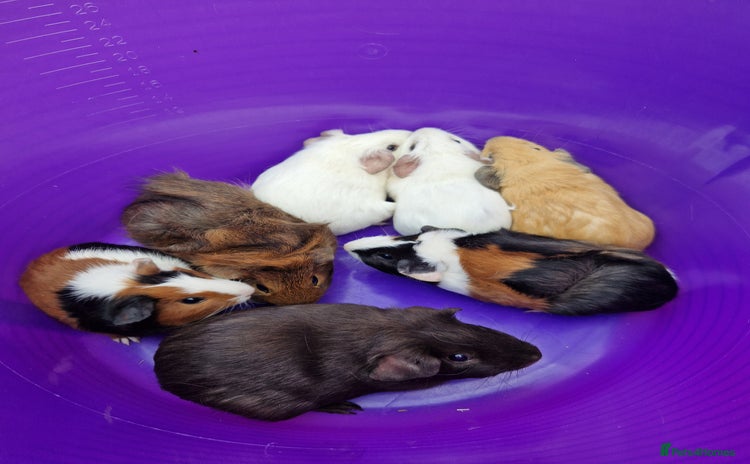 Guinea Pig rodents - Advert 4