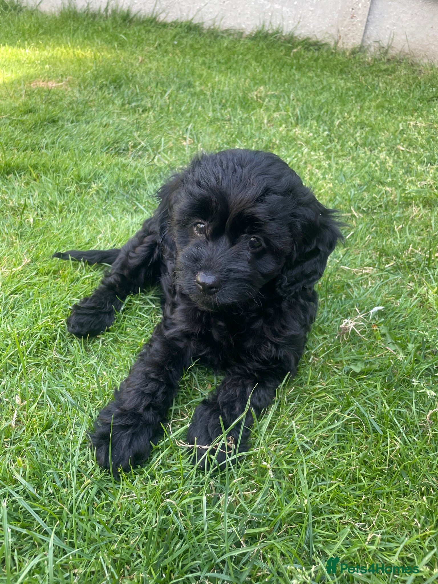 Cavapoo dogs Adorable F1 Cavapoo Puppies- Ready to leave - Advert 3