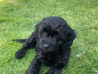 Cavapoo dogs Adorable F1 Cavapoo Puppies- Ready to leave - Advert 16