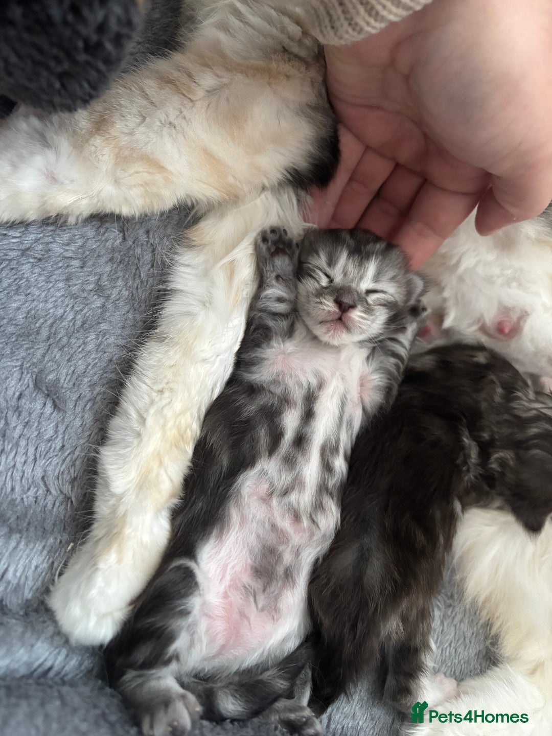 Maine Coon cats for sale: 3 beautiful Maine coon babies READY NOVEMBER - Image 5