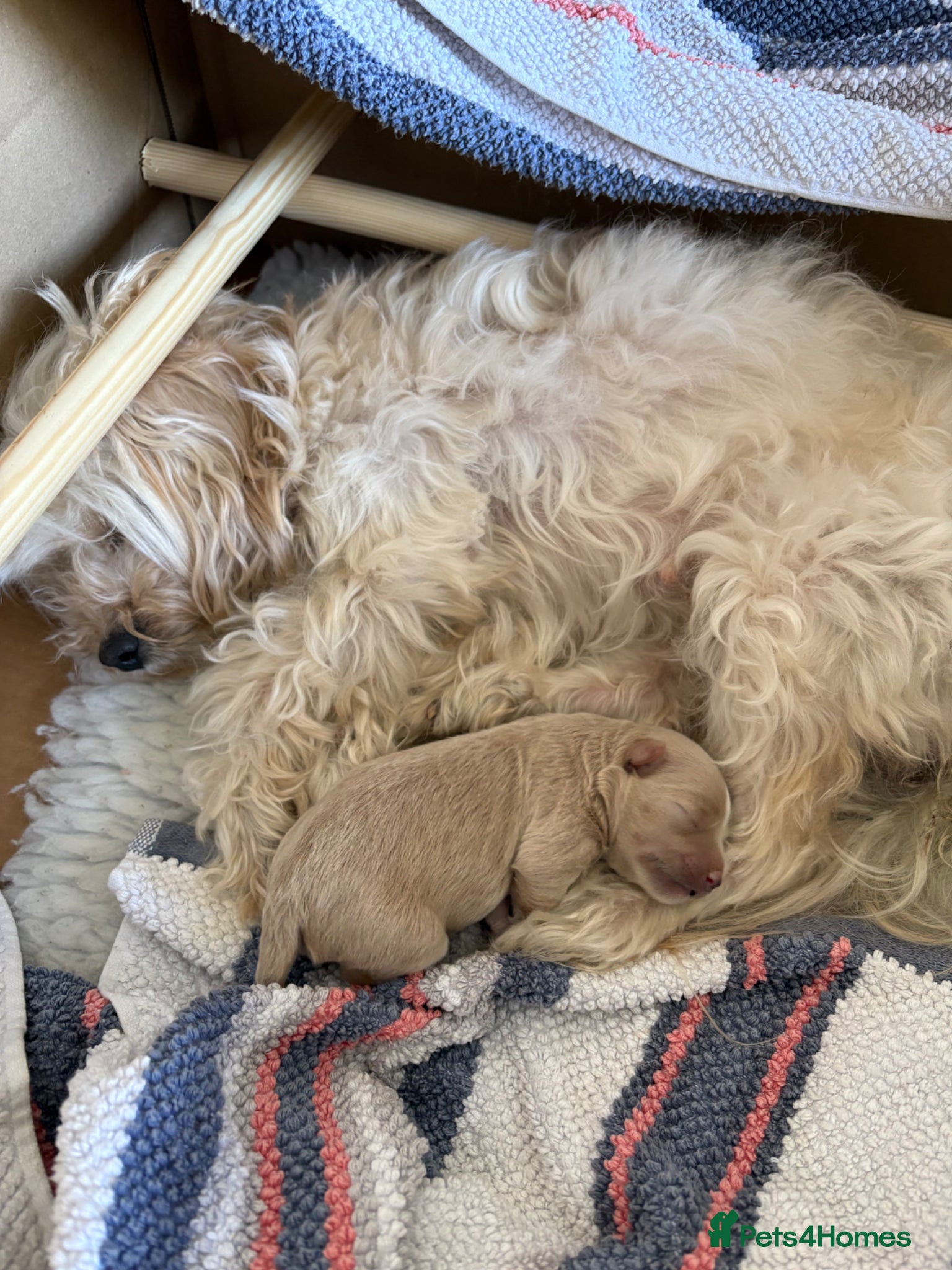 Maltipoo dogs Male Maltipoo puppy, ready June  - Advert 4