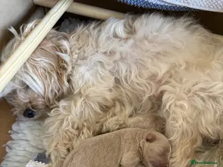 Maltipoo dogs Male Maltipoo puppy, ready June - Advert 4