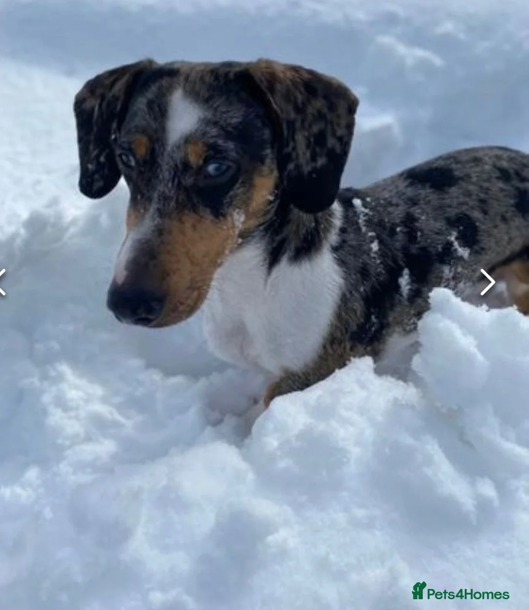 Mixed Breed dogs for adoption: 🐾Meet NORMAN 🐾 - a Lovely Boy for a Loving Home  - Advert 10