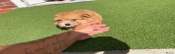Mixed Breed dogs for sale: Puppies for sale - Advert 3